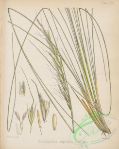 antarctic_plants-00021 - dichelachne stipoides