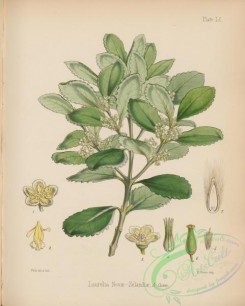 antarctic_plants-00033 - laurelia novae-zelandiae