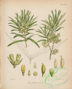 antarctic_plants-00040 - olea montana