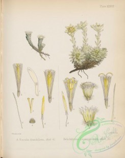 antarctic_plants-00052 - raoulia grandiflora, helichrysum leontopodium