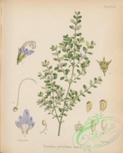 antarctic_plants-00057 - teucridium parvifolium