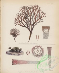 antarctic_plants-00061 - apophloea lyallii, apophloea sinclairii