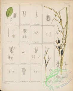 antarctic_plants-00083 - hendersonia, pemphidium, phoma, diatrybe, ustilago, nectria, phlyctaena