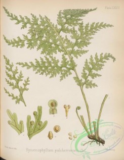 antarctic_plants-00085 - hymenophyllum pulcherrimum