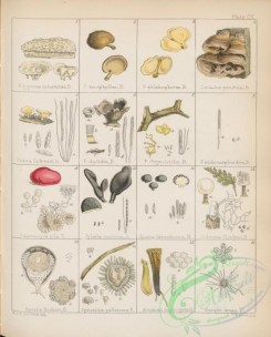 antarctic_plants-00100 - peziza, aseroe, epicoccum, aecidium, erysiphe, diderma, xylaria, paurocotylis