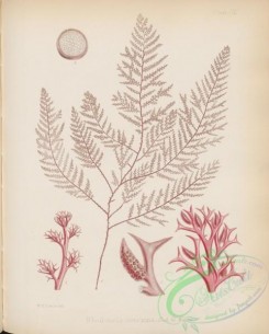 antarctic_plants-00107 - rhodomela concinna