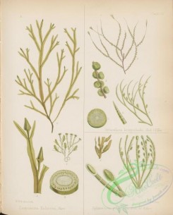 antarctic_plants-00110 - sphacelaria botryoclada, carpomitra haliseris, sphacelaria pulvinata