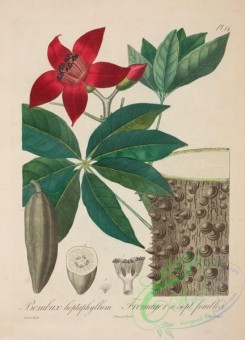 antilles_flora-00014 - 014-bombax heptaphyllum
