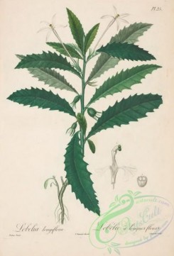 antilles_flora-00025 - 025-lobelia longiflora