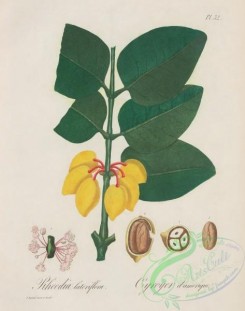antilles_flora-00070 - 033-rheedia lateriflora