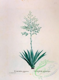 antilles_flora-00100 - 025-furcroea gigantea
