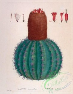 antilles_flora-00102 - 027-cactus melocactus