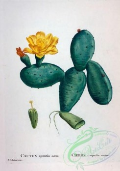 antilles_flora-00105 - 030-cactus opuntia