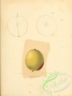 apple-04182 - Lemon Pippin Apple
