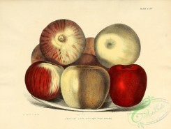 apple-04187 - Northern Spy Apple, Yellow Newtown Pippin Apple, Escopus Spitzenberg Apple
