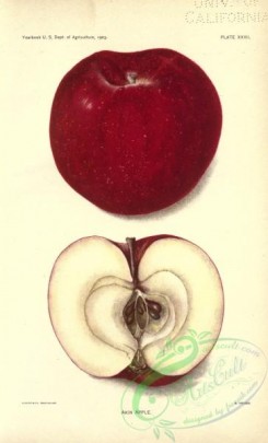 apple-04278 - Akin Apple