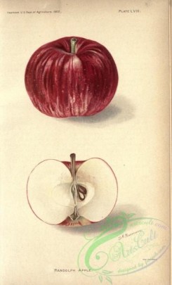 apple-04300 - Randolph Apple
