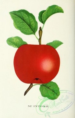 apple-04327 - McIntosh Apple