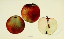 apples-00049 - Apple, 049 [3406x2068]