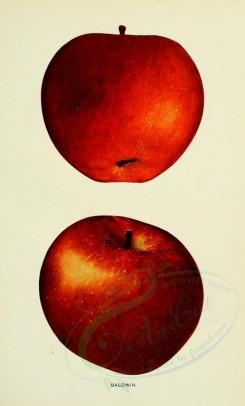 apples-00051 - Apple, 051 [2068x3416]