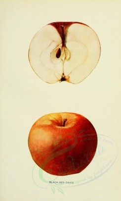 apples-00055 - Apple, 055 [2068x3416]