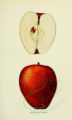 apples-00056 - Apple, 056 [2068x3416]