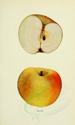 apples-00058 - Apple, 058 [2068x3416]