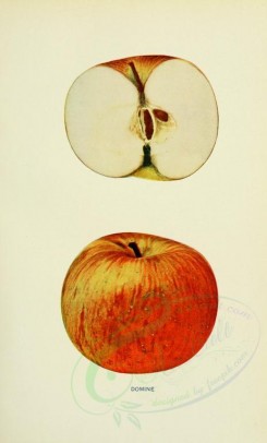 apples-00062 - Apple, 062 [2068x3416]