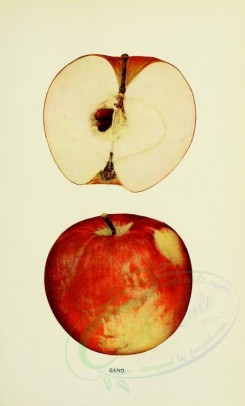apples-00067 - Apple, 067 [2068x3416]