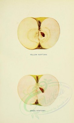 apples-00072 - Apple, 072 [2068x3416]