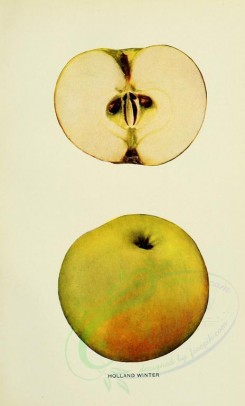 apples-00076 - Apple, 076 [2068x3416]