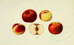 apples-00082 - Apple, 082 [3406x2068]