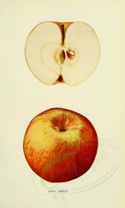 apples-00083 - Apple, 083 [2068x3416]