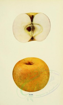apples-00086 - Apple, 086 [2068x3416]