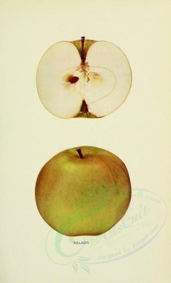 apples-00089 - Apple, 089 [2068x3416]