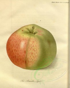 apples-00154 - Alexander Apple [3002x3769]