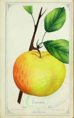 apples-00187 - Apple - Colvert [2716x4297]