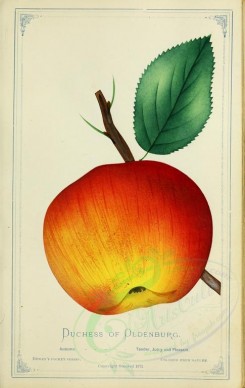 apples-00188 - Apple - Duchess of Oldenburg [2716x4297]