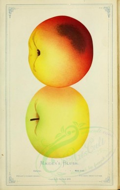 apples-00192 - Apple - Maiden's Blush [2716x4297]