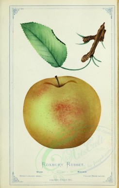 apples-00195 - Apple - Roxbury Russet [2716x4297]