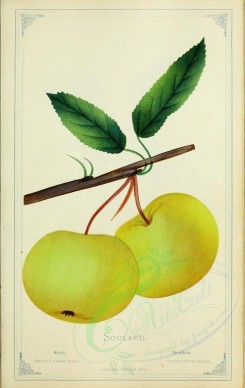 apples-00196 - Apple - Soulard [2716x4297]
