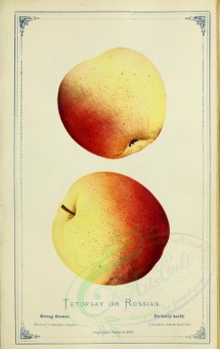 apples-00199 - Apple - Tetofsky or Russian [2716x4297]
