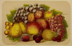 apples-00203 - Grapes, Apple, Pear, Cherry [3632x2334]