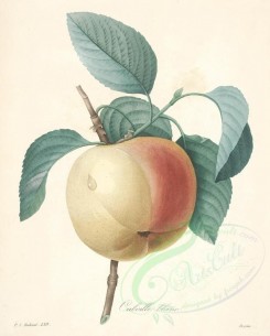 apples-00350 - Apple [4204x5233]