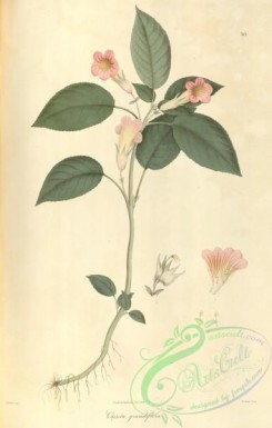 asian_plants-00028 - chirita grandiflora