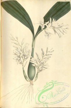 asian_plants-00033 - coelogyne gardneriana