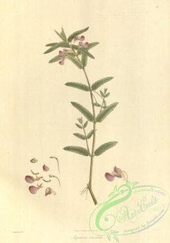 asian_plants-00060 - impatiens reticulata