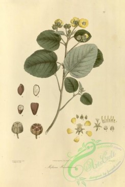 asian_plants-00075 - melhania hamiltoniana