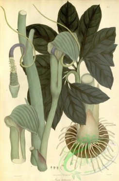 asian_plants-00114 - arum tortuosum