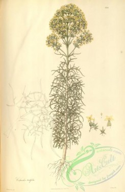 asian_plants-00119 - calanchoe teretifolia
